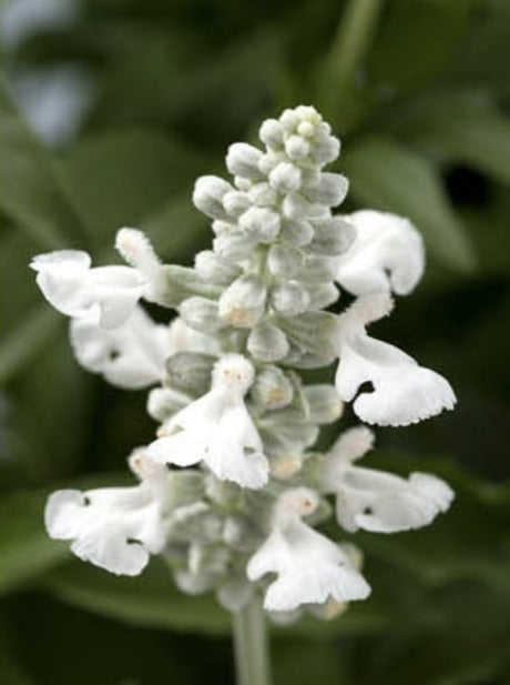 SALVIA, SALLYFUN PURE WHITE