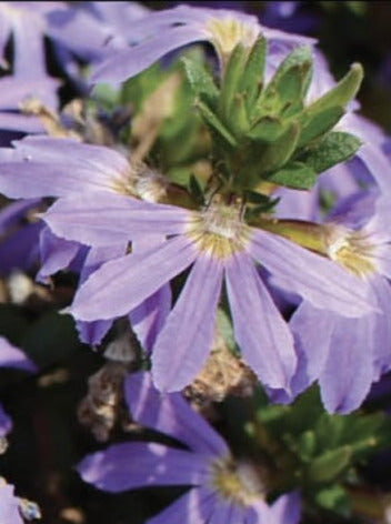 SCAEVOLA, SURDIVA SKY BLUE