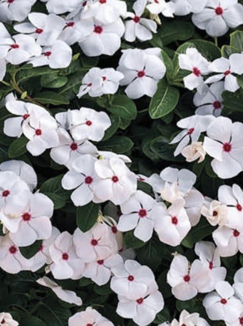 VINCA, CORA CASCADE POLKA DOT