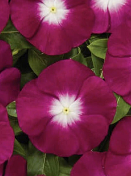 VINCA, PACIFICA HALO BURGUNDY