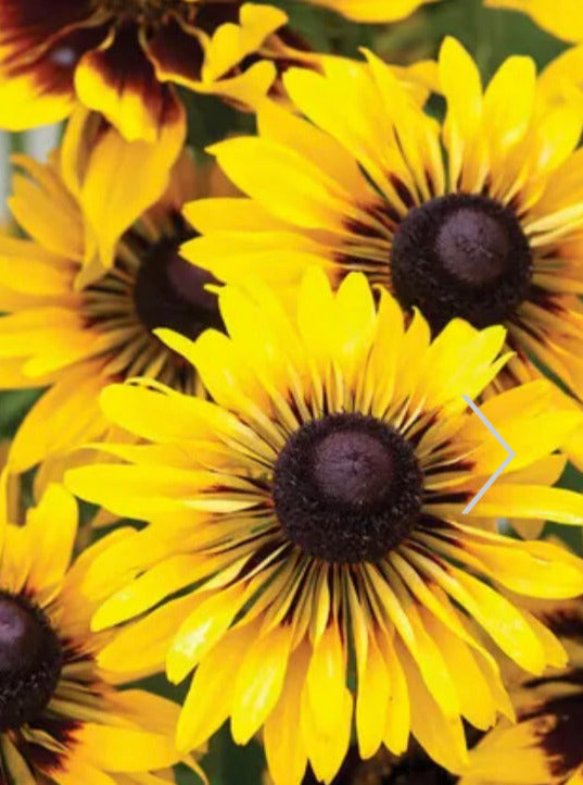 RUDBECKIA, SPUTNIK (BLACK-EYED SUSAN)