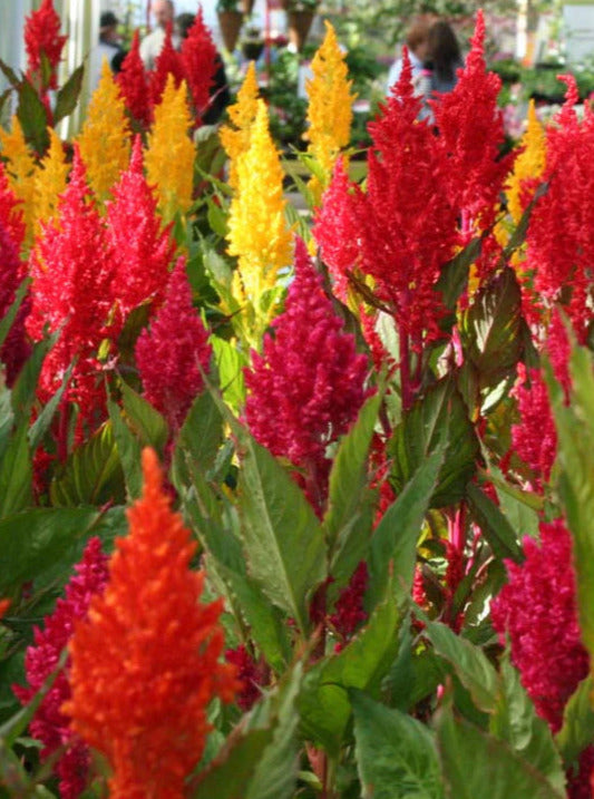 CELOSIA, FIRST FLAME MIX