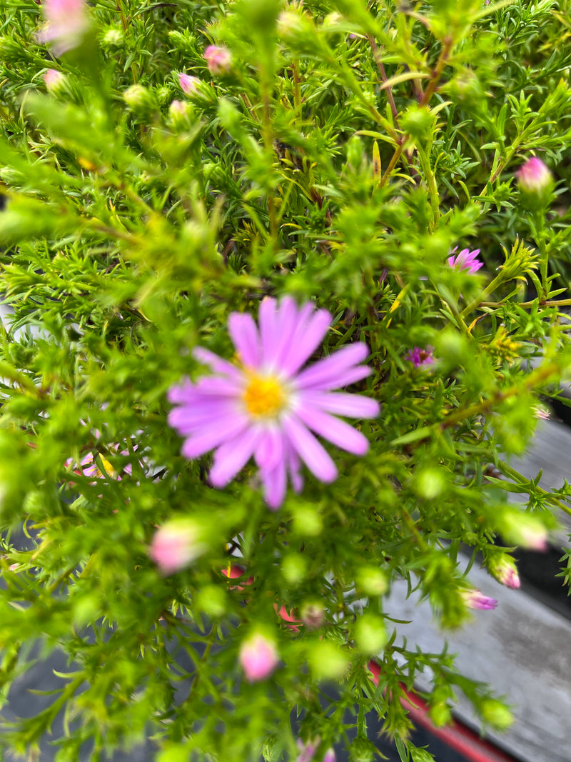 ASTER, WOOD'S PINK