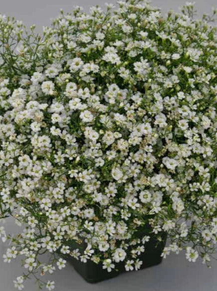 GYPSOPHILA, GYPSY WHITE