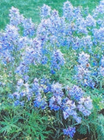 DELPHINIUM, CLIVEDEN BEAUTY