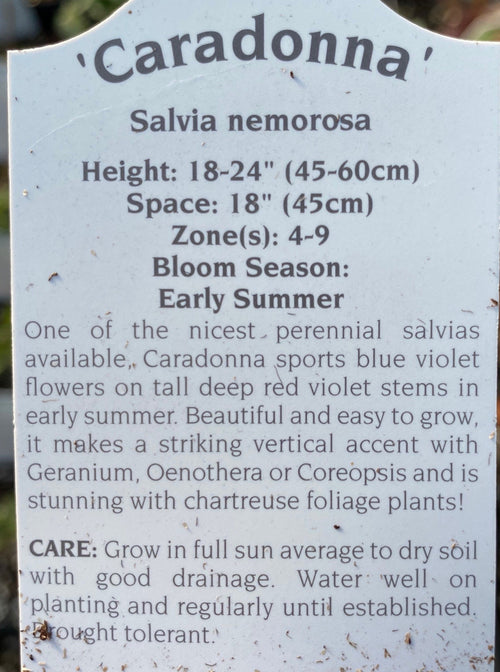 SALVIA, CARADONNA