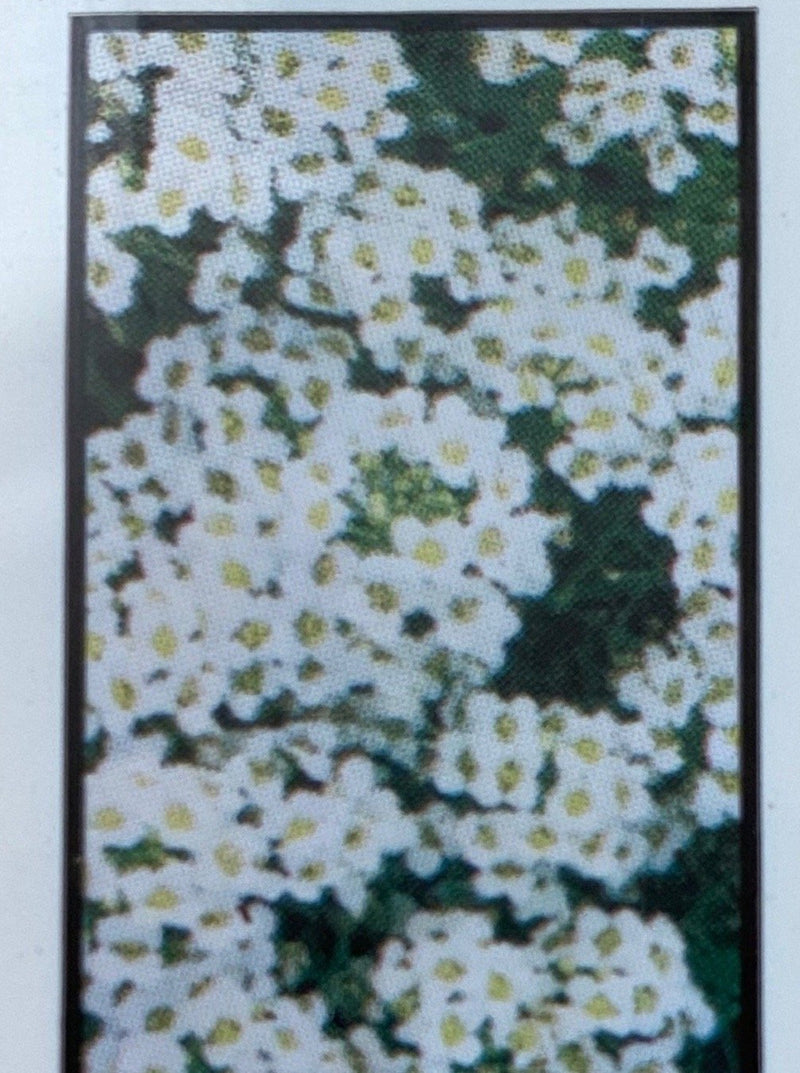 ALYSSUM, WONDERLAND WHITE