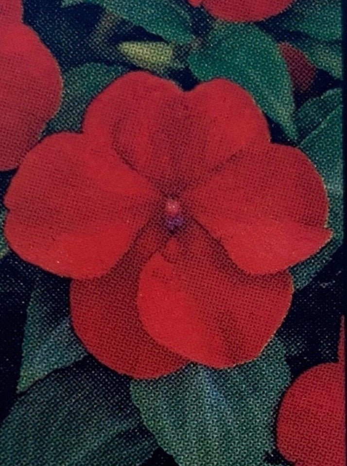 IMPATIENS, BEACON BRIGHT RED