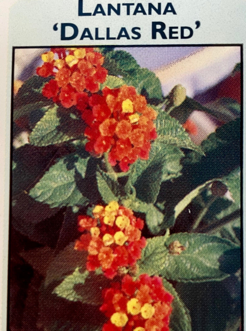 LANTANA, DALLAS RED