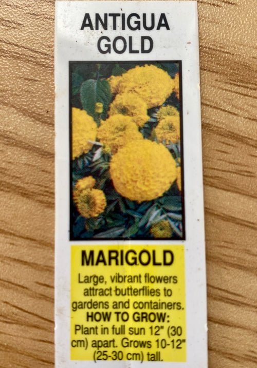 MARIGOLD, ANTIGUA GOLD