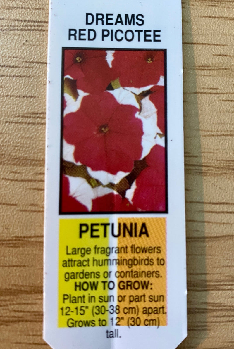 PETUNIA, DREAMS PICOTEE RED