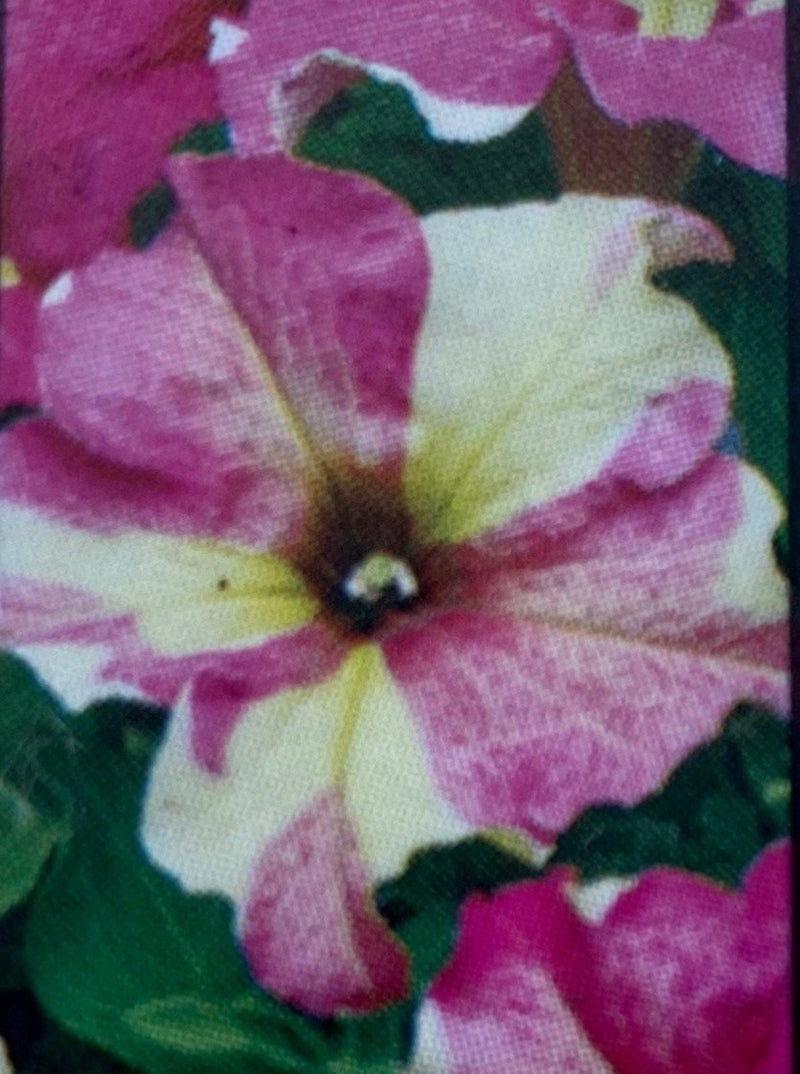 PETUNIA, SOPHISTICA LIME BICOLOR