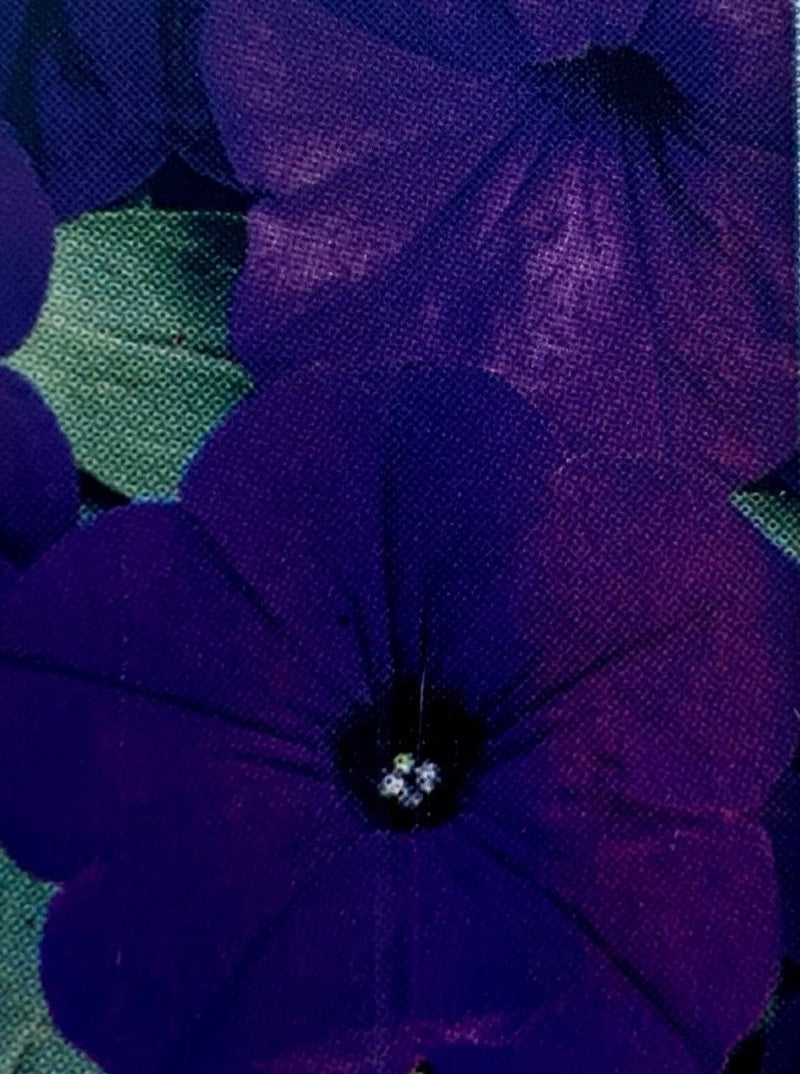 PETUNIA, EASY WAVE BLUE