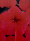 PETUNIA, EASY WAVE RED