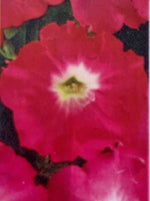 PETUNIA, EASY WAVE ROSY DAWN