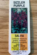 SALVIA, SIZZLER PURPLE