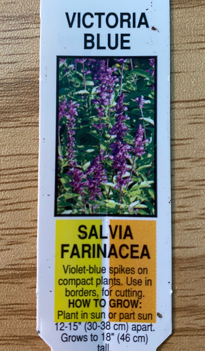 SALVIA, VICTORIA BLUE