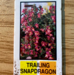 SNAPDRAGON, CANDY SHOWERS ROSE