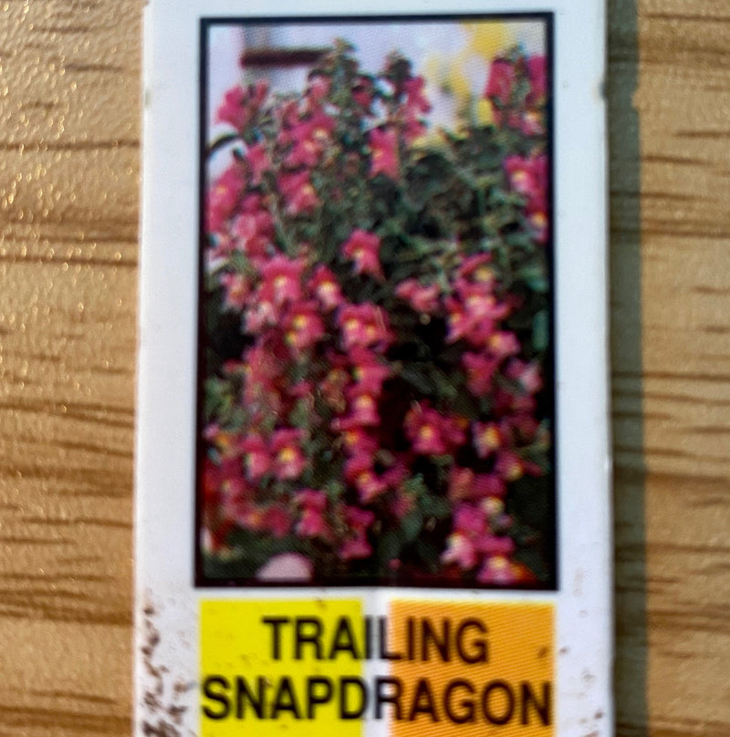 SNAPDRAGON, CANDY SHOWERS ROSE