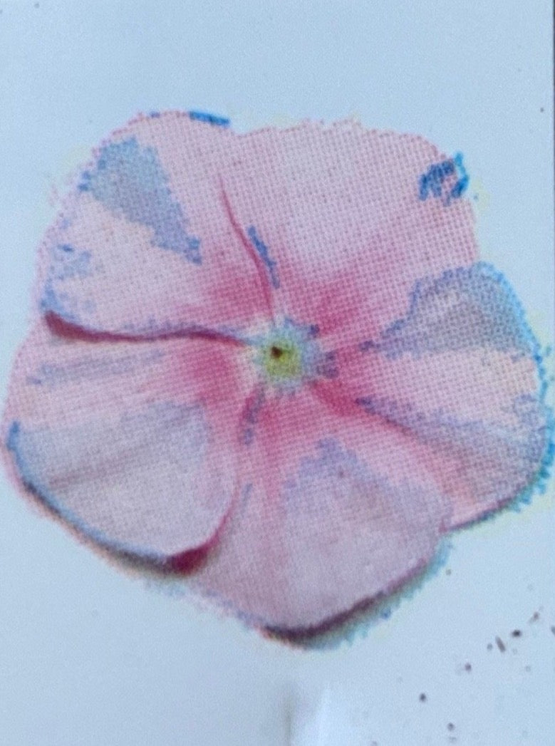 VINCA, PACIFICA ICY PINK