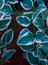 VINCA VINE, VARIEGATED