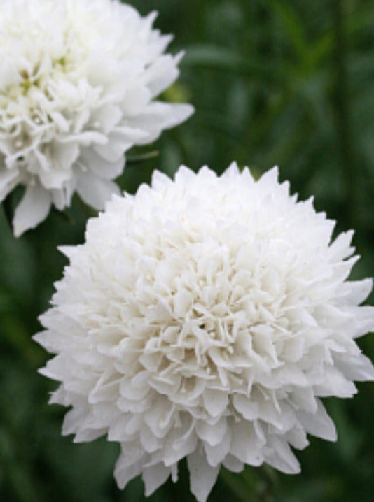 SCABIOSA, SNOWMAIDEN (PINCUSHION FLOWER)