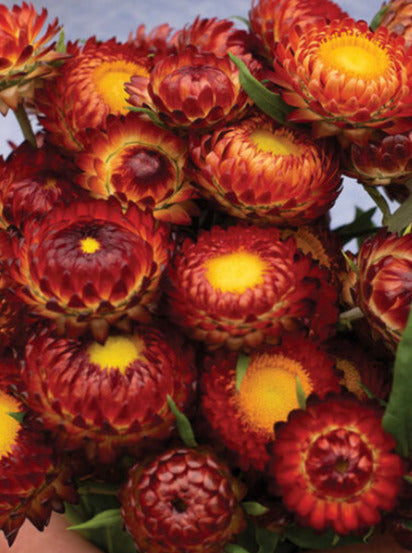 STRAWFLOWER, COPPER RED