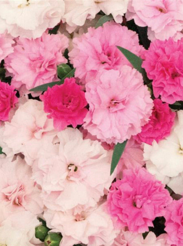 DIANTHUS, I LOVE U