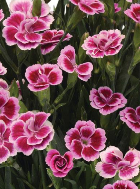 DIANTHUS, OSCAR PINK KISSES