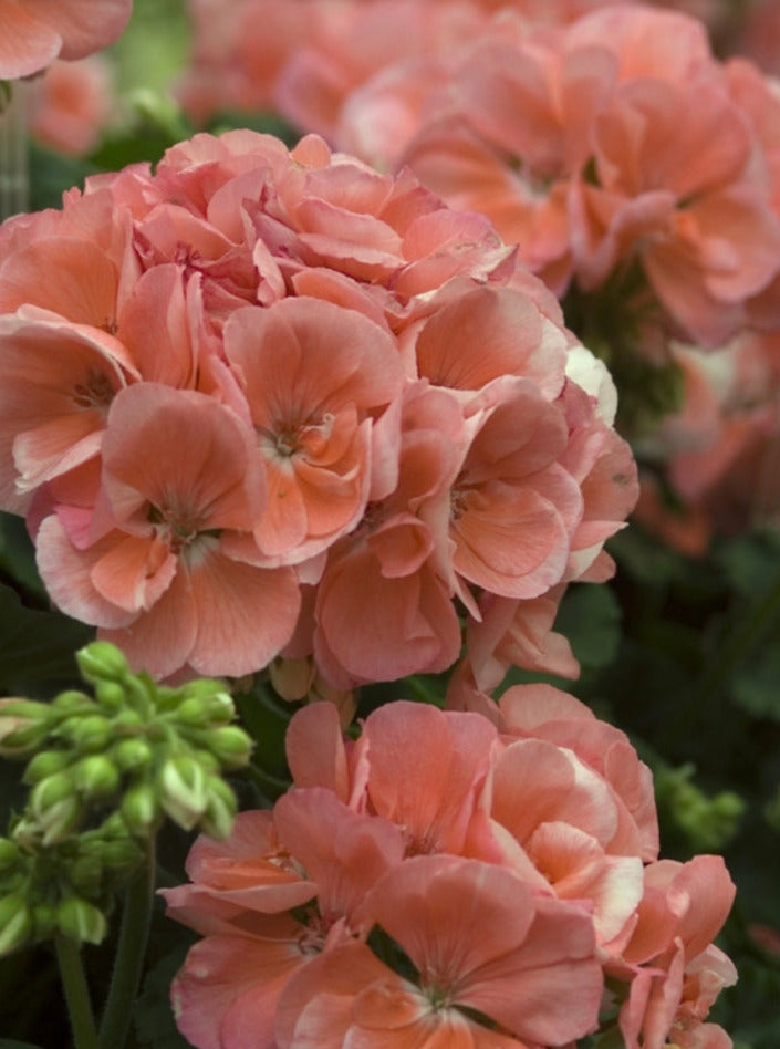 GERANIUM, PATRIOT SALMON CHIC