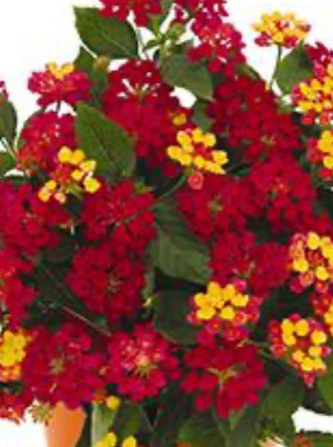 LANTANA, HAVANA CHERRY