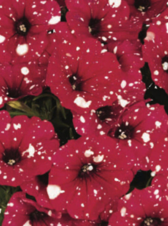 PETUNIA, SURPRISE SPARKLE RED