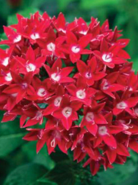 PENTAS, STARCLUSTER CASCADE RED