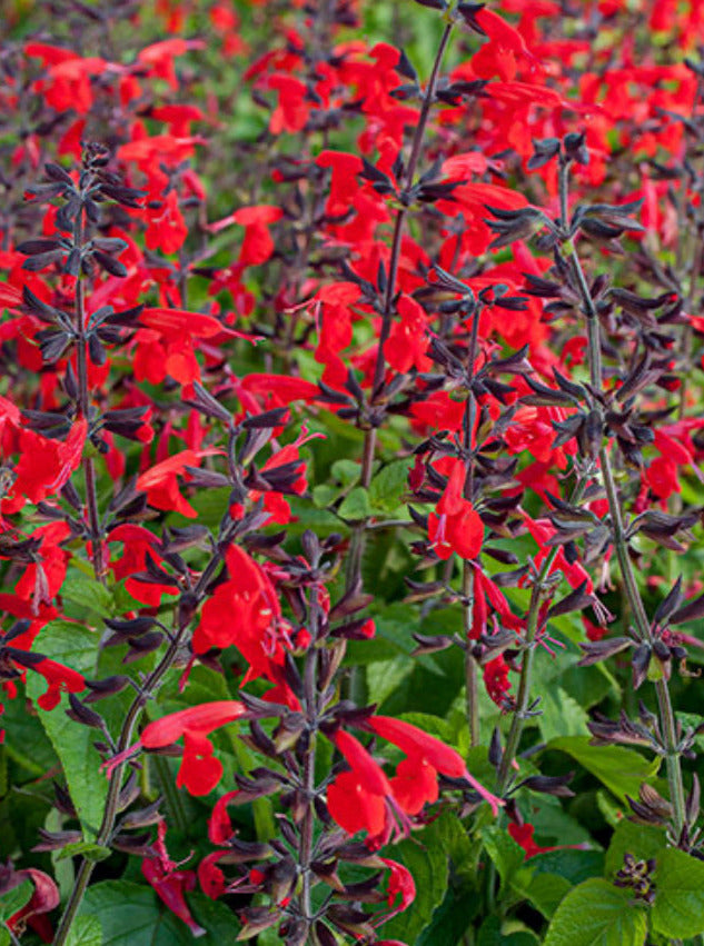 SALVIA, FOREST FIRE