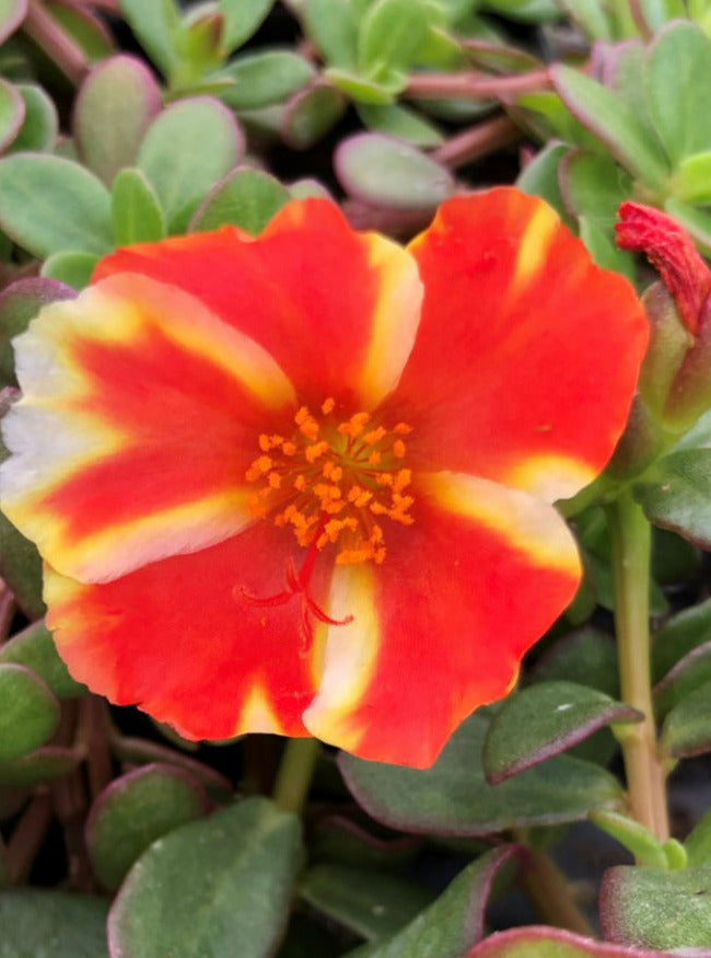 PORTULACA, MANGO MOJITO