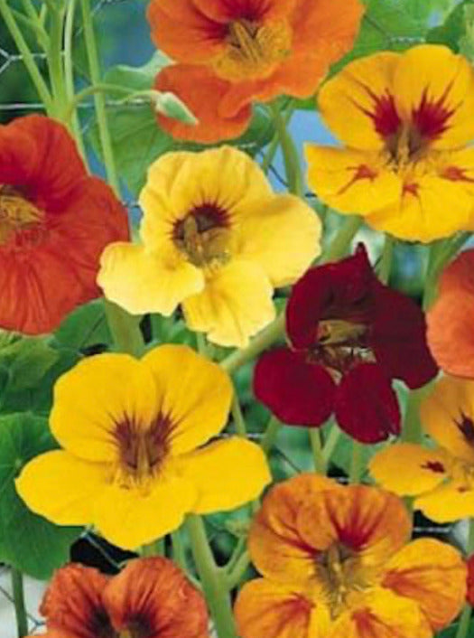 NASTURTIUM, TALL SINGLE MIX