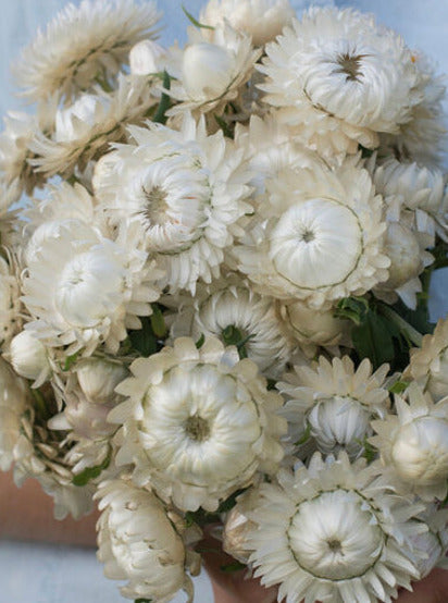 STRAWFLOWER, VINTAGE WHITE