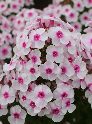 PHLOX, CHERRY CREAM (PHLOX PANICULATA)