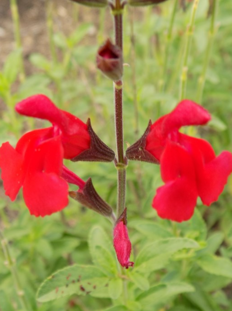 SALVIA, RADIO RED