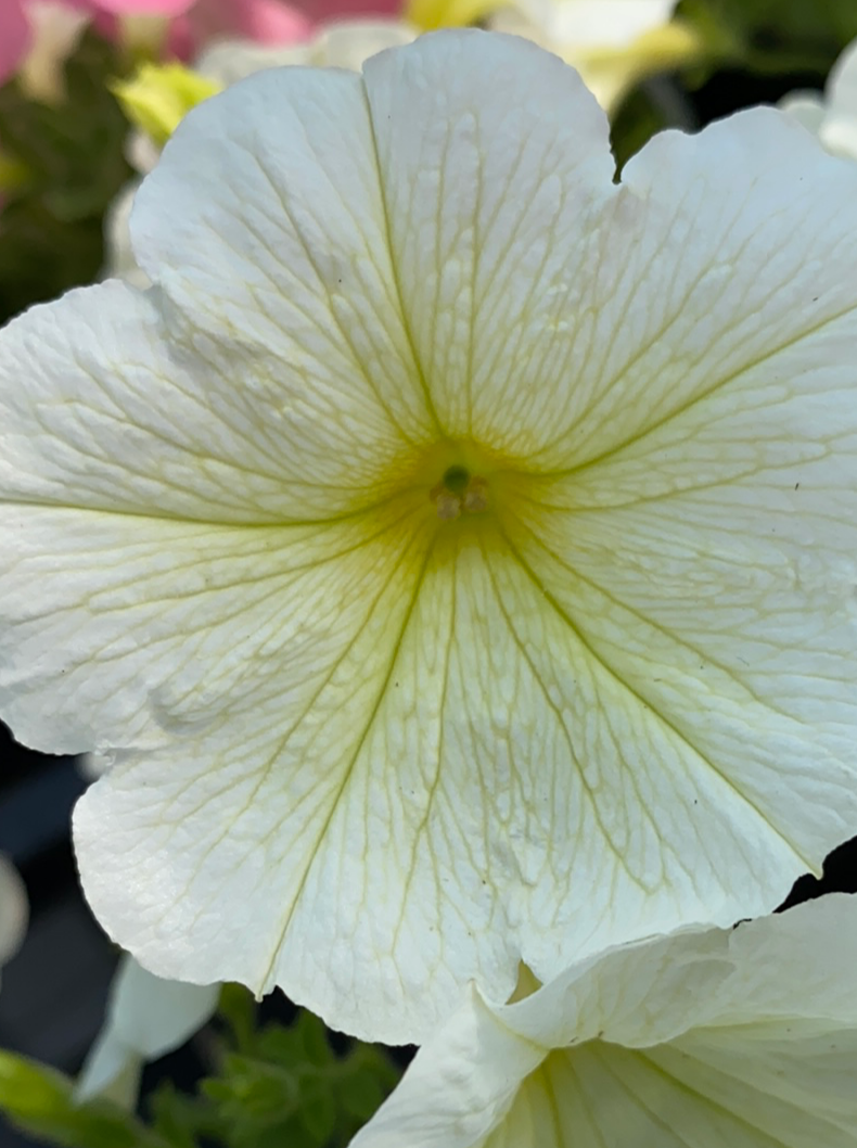 PETUNIA, OPERA LEMON SUPREME