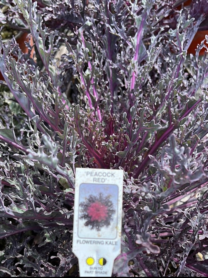 ORNAMENTAL CABBAGE / KALE,  PEACOCK RED