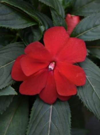 IMPATIENS, NEW GUINEA SUPER SONIC DARK RED