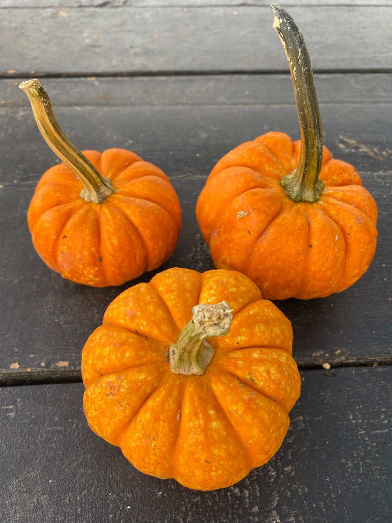 PUMPKIN, JACK-B-LITTLE