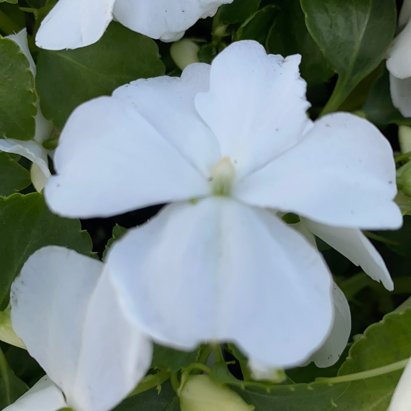 IMPATIENS, BEACON WHITE