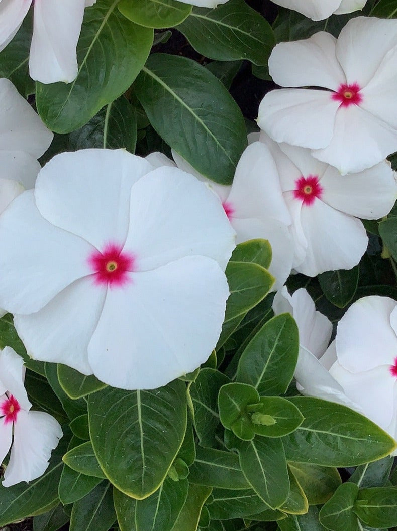 VINCA, PACIFICA POLKA DOT