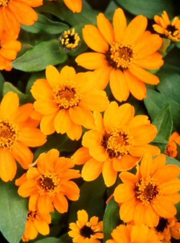 ZINNIA, PROFUSION ORANGE