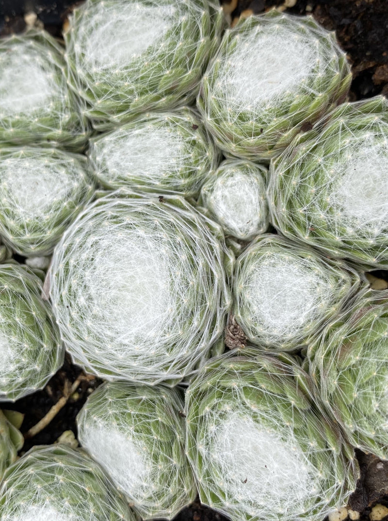 SEMPERVIVUM COBWEB BUTTONS (HENS AND CHICKS)