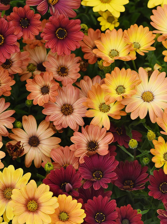 OSTEOSPERMUM, AKILA SUNSET SHADES MIX