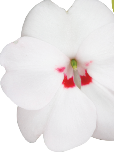 IMPATIENS, N G SUNPATIENS VIGOROUS SWEETHEART WHITE