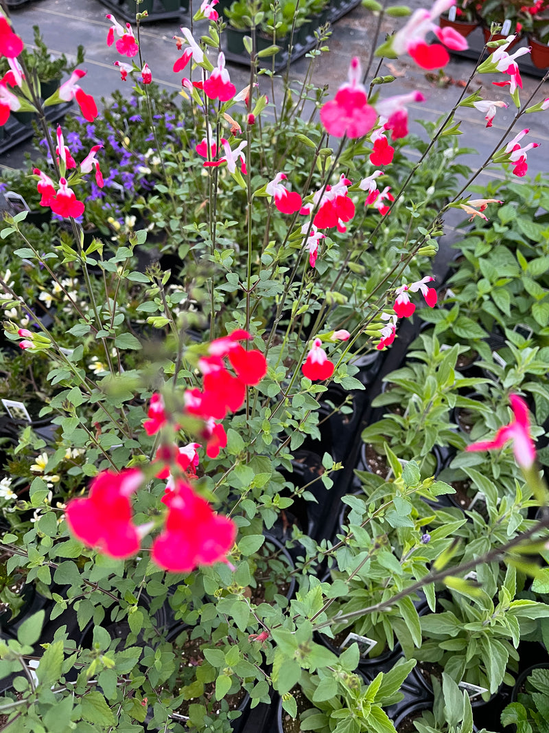 SALVIA, HOT LIPS